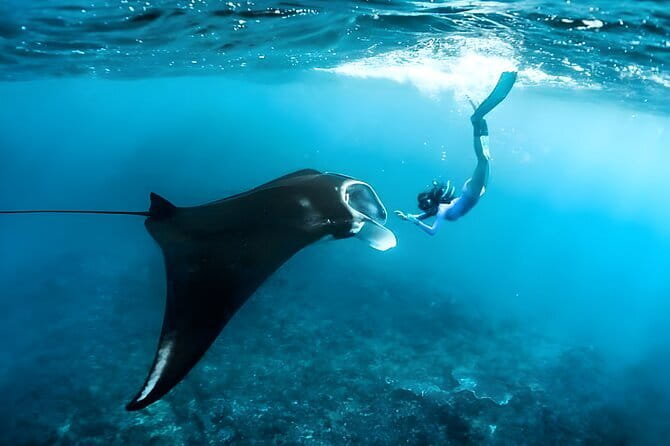 Blue Lagoon Snorkeling with Lunch and Private Transport - Is $60 a fair price?