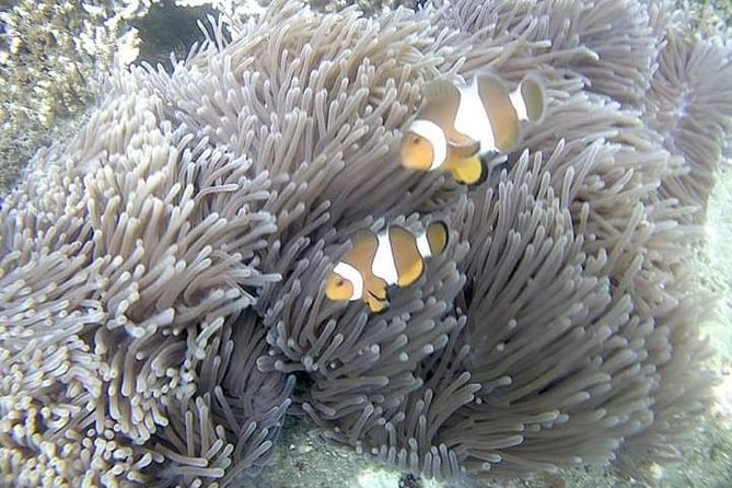 Blue Lagoon & Tanjung Jepun Snorkeling Private Tour - Leaving Ubud between 8 and 9 a.m.