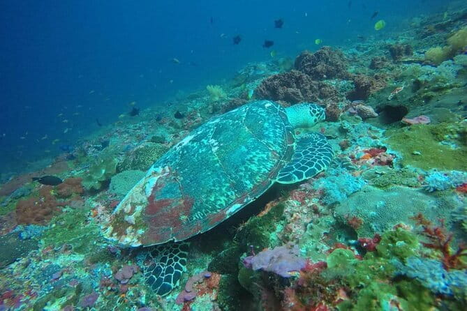 Buggy Bali UTV Adventure in Ubud with optional Hotel Transfer - A note about the snorkeling description
