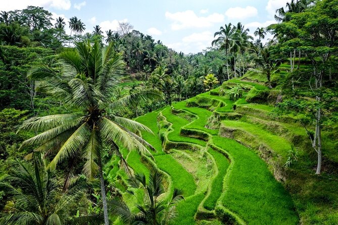 Central Bali Tour: Ubud Village, Kintamani Volcano, and Waterfall - Ubud Traditional Art Market: Browse with a clear head