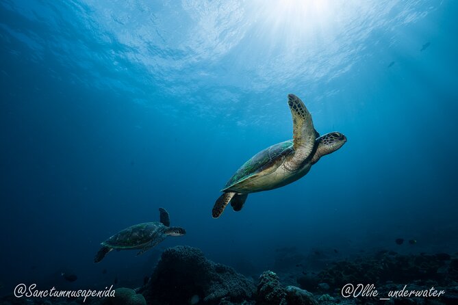 Certified Scuba Dive with Manta Rays (Open Water Diver minimum) - Equipment, safety, and the guide-to-four ratio