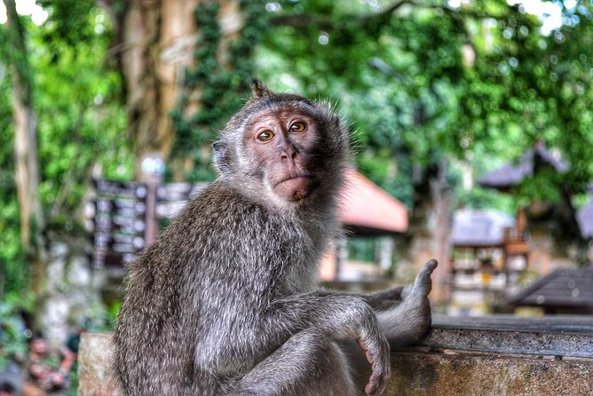 Cretya Ubud and Monkey Forest Sanctuary Tours - The private format and the 10-hour pace