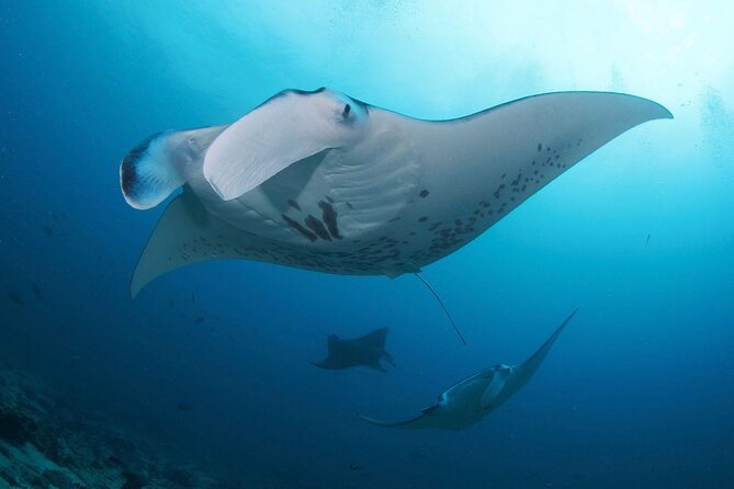 Day Trip Discover Scuba dive in Nusa Penida 2 dives (From Sanur - South Bali) - Checking in at the Lembongan base