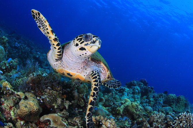 Discover Scuba Diving - Choosing between Coral Garden and the USAT Liberty