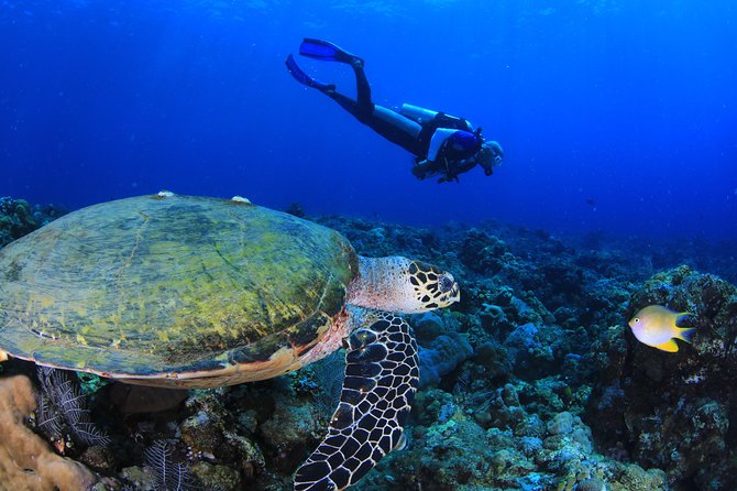 Discover Scuba Diving - Why four people is better than a crowded beginner session