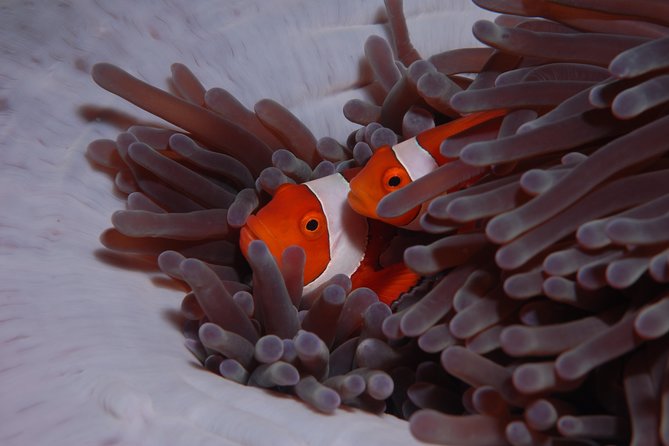 Discover Scuba Diving - What the included extras are really worth