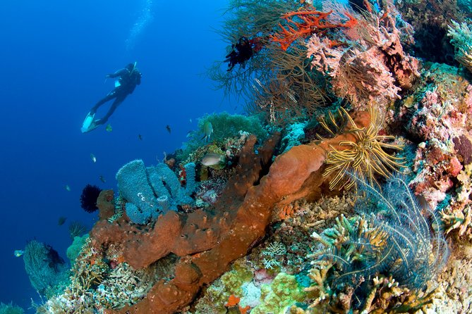 Discover Scuba Diving in Pemuteran at the Biorock site,1 shore dive all included - Why Pemuteran’s Biorock site makes a good first session