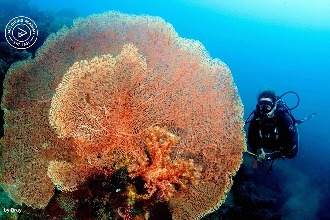 Discover Scuba Diving in Pemuteran at the Biorock site,1 shore dive all included - Who will get the most from this experience