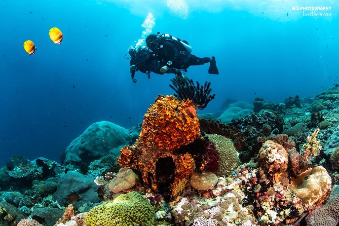 Discover Scuba Diving in Pemuteran - Diving Initiation in Bali (Menjangan Park) - The first Menjangan session