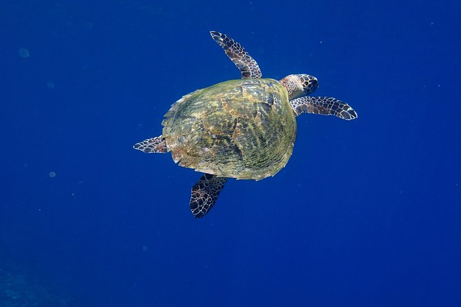 Discover Scuba Diving in Pemuteran - Diving Initiation in Bali (Menjangan Park) - Menjangan Island lunch and rest stop