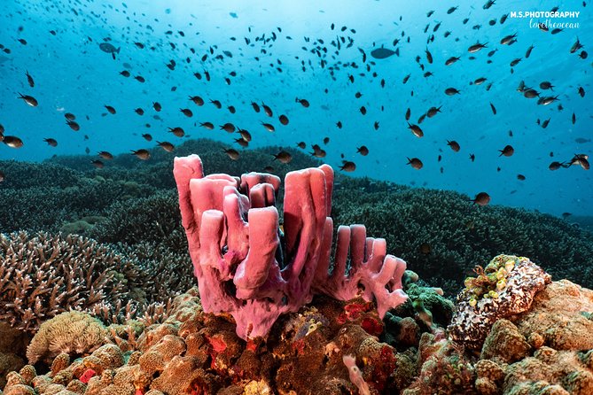 Discover Scuba Diving in Pemuteran - Diving Initiation in Bali (Menjangan Park) - The second session puts you at ease
