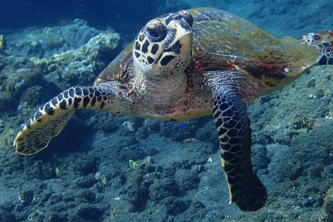 Discover Scuba Diving in Pemuteran - Diving Initiation in Bali (Menjangan Park) - What the $110.05 price really covers