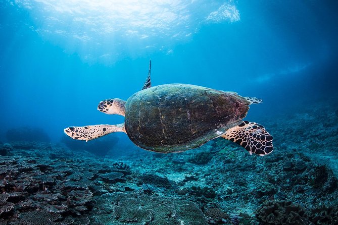 Discover Scuba Diving in Tulamben - Diving Initiation in Bali best diving sites - The break at the center: useful time, not wasted time