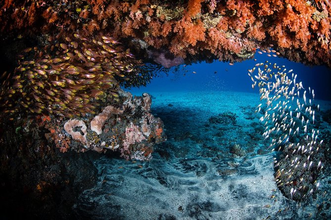 Discover Scuba Diving in Tulamben - Diving Initiation in Bali best diving sites - Who should book this Tulamben session