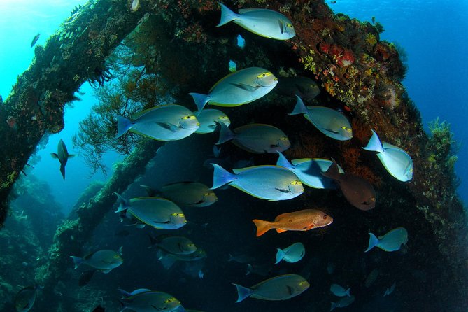 Discover Scuba Diving in Tulamben - Diving Initiation in Bali best diving sites - The first lesson: equipment, breathing, and shallow-water skills