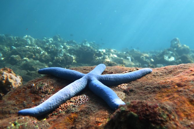 Discover Scuba Diving Tulamben Bali For Non-Certified Divers - Key Points About the Tulamben Experience