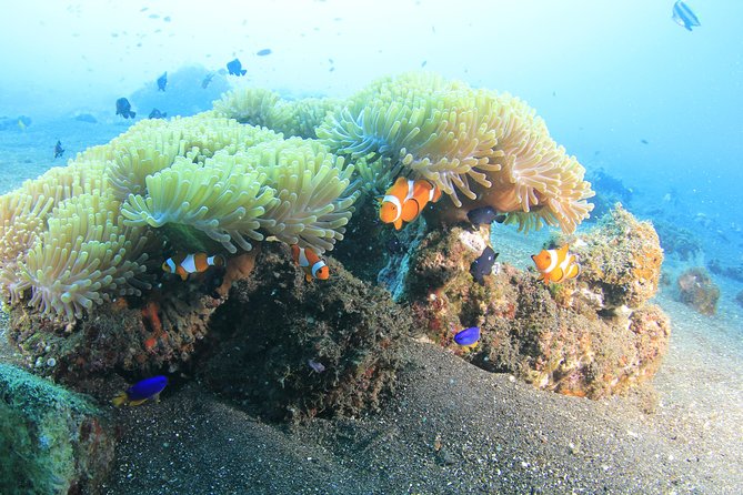 Discover Scuba Diving Tulamben Bali For Non-Certified Divers - The 6:30 am Pickup and Sanur Preparation