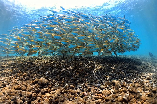 Discover Scuba Diving Tulamben Bali For Non-Certified Divers - Pool Training Before the Sea