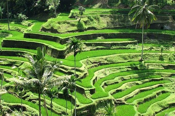 Discover the best waterfalls in Ubud and rice terraces tour - Who will enjoy this Ubud day most