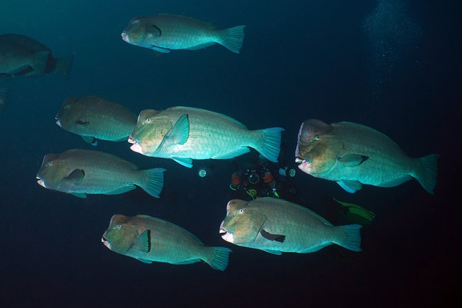 Diving at Tulamben Liberty Shipwreck 2 dives for certified divers - Key points to know before booking
