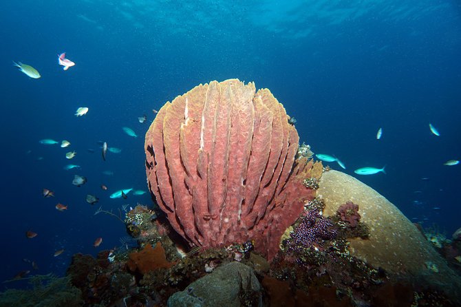 Diving at Tulamben Liberty Shipwreck 2 dives for certified divers - Coral Garden and the drop-off