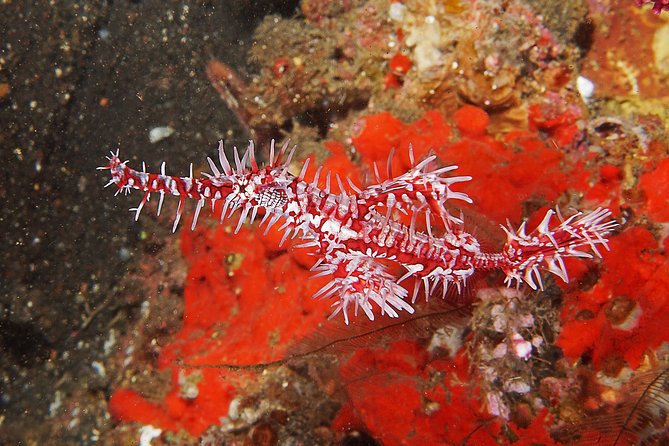 Diving at Tulamben Liberty Shipwreck 2 dives for certified divers - What the guide service adds
