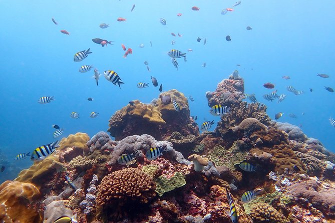 Diving at Tulamben Liberty Shipwreck 2 dives for certified divers - Is $143 good value?