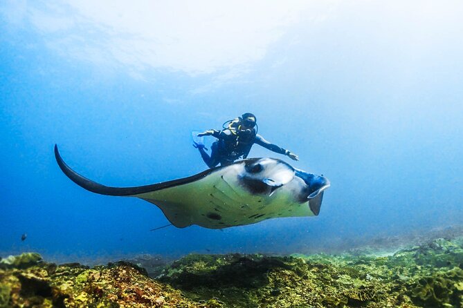 Diving in Nusa Penida - Two ocean sites, two different reasons to go