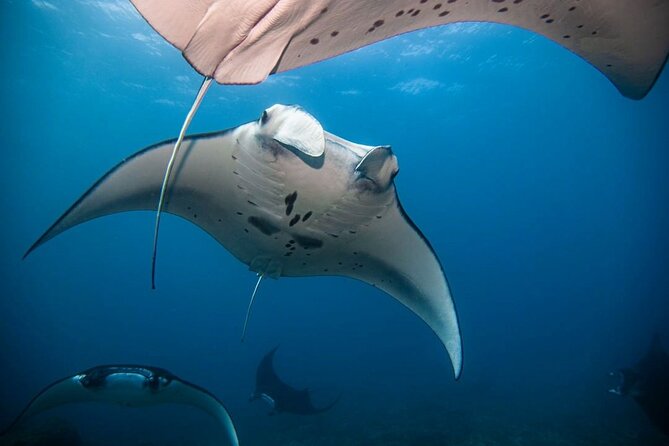 Diving with Manta Ray at Nusa Penida - What the four-hour schedule feels like