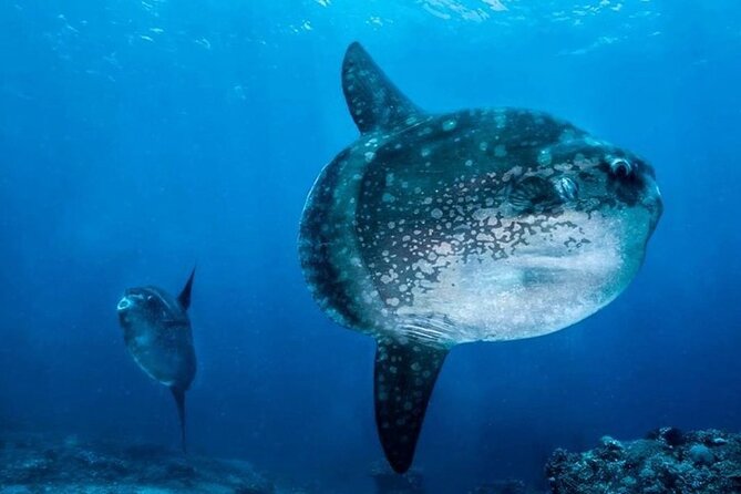 Diving with Manta Ray at Nusa Penida - Coral, fish, turtles, and the second session
