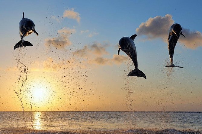 Dolphin Tour and Sunrise Watching in Lovina Beach - All Inclusive - Breakfast at Coffee Nosky after the sea