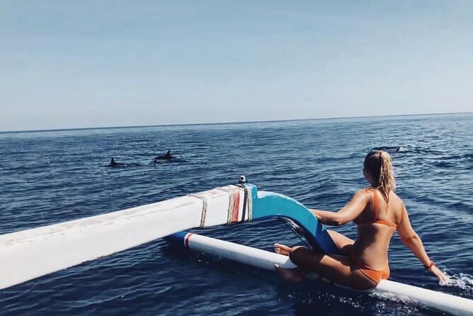 Dolphin Watching Tour, Swimming with Dolphins and Snorkeling - Key points before you book