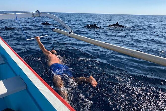 Dolphin Watching Tour, Swimming with Dolphins and Snorkeling - Swimming with dolphins, with realistic expectations