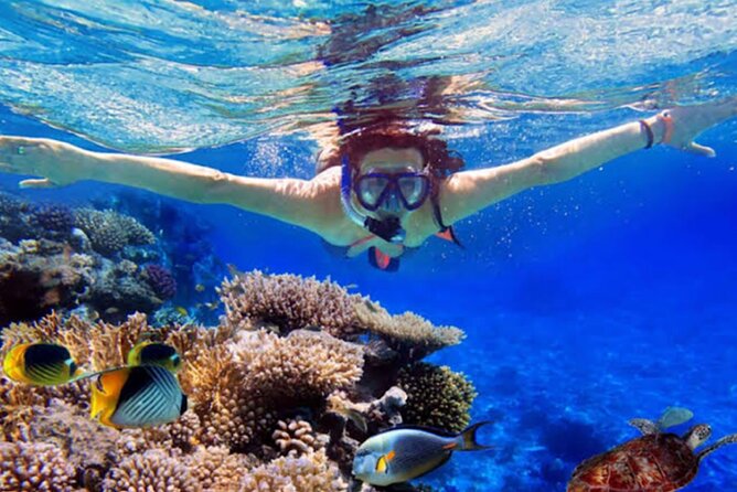 Dolphin Watching Tour, Swimming with Dolphins and Snorkeling - Searching for dolphins in the morning sea