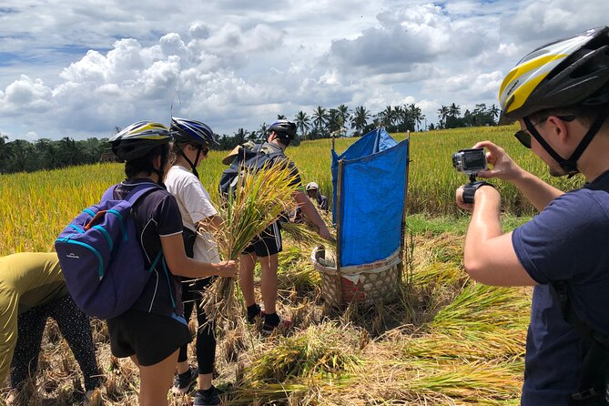 Downhill Cycling Ubud with Volcano, Rice Terrace and Educational - The Bicycles, Helmets, and Safety Question