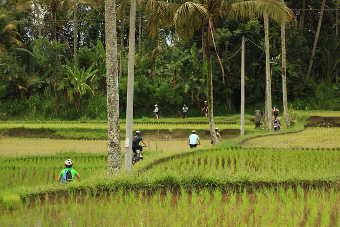 Downhill Cycling Ubud with Volcano, Rice Terrace and Educational - Pickup, Group Size, and Planning Tips