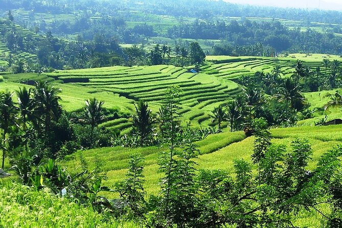Electric bicycle tour in Jatiluwih UNESCO site - Who should book this Jatiluwih ride?