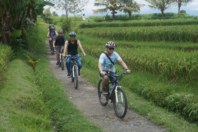 Electric Bike and Swing Package - Coffee in a palm garden