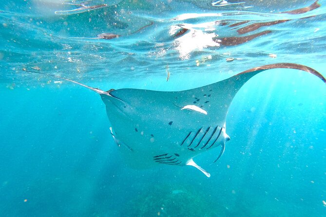 Explore 4 iconic snorkeling spots of Manta Bay in Nusa Penida - Four stops, four different views of Nusa Penida