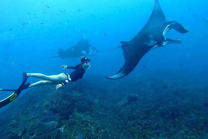 Explore 4 iconic snorkeling spots of Manta Bay in Nusa Penida - Who will enjoy this Nusa Penida trip most?