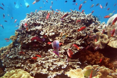 Nusa Penida Snorkeling and Island Tour