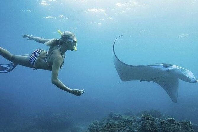 From Lembongan: Snorkeling Day Trip to Nusa Lembongan & nusa Penida island - Key points to know before booking