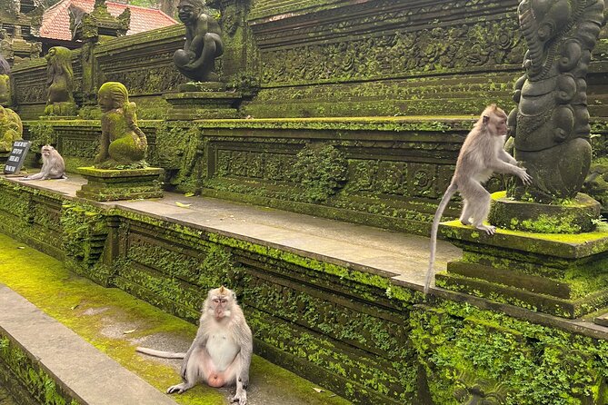 Full Day Best of Ubud Private Tour - Sacred Monkey Forest Sanctuary in Ubud