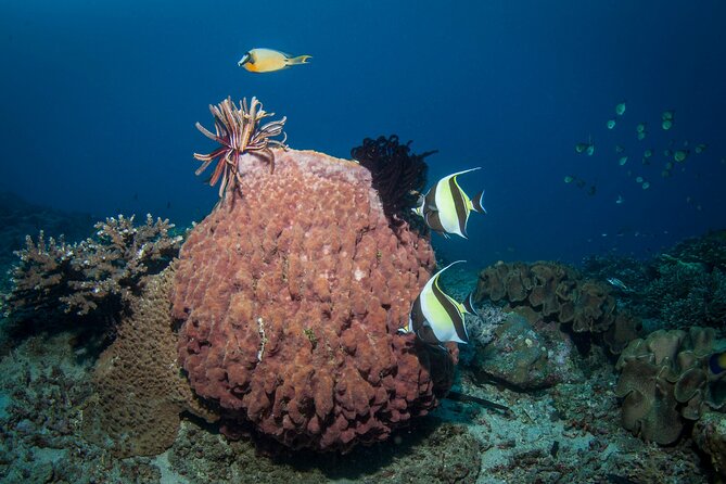 Full-Day Discover Scuba Diving Tour for Beginners in Tulamben - Lunch, Tea, and a Proper Break at the Center