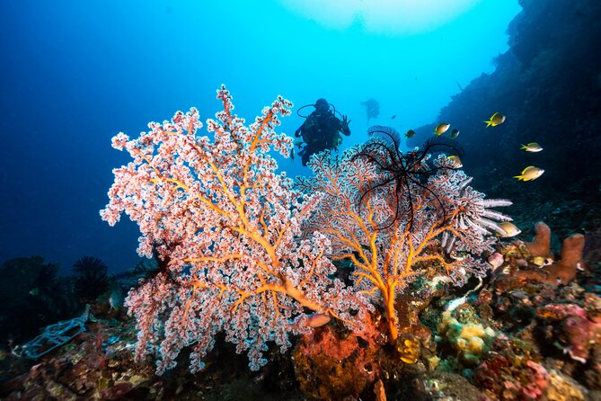 Full-Day Discover Scuba Diving Tour for Beginners in Tulamben - What the Private Format Really Gives You