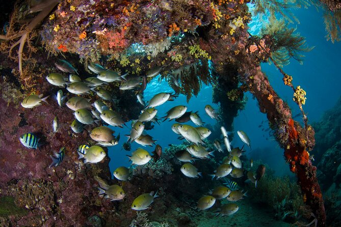 Full-Day Discover Scuba Diving Tour for Beginners in Tulamben - What the $154.95 Price Includes