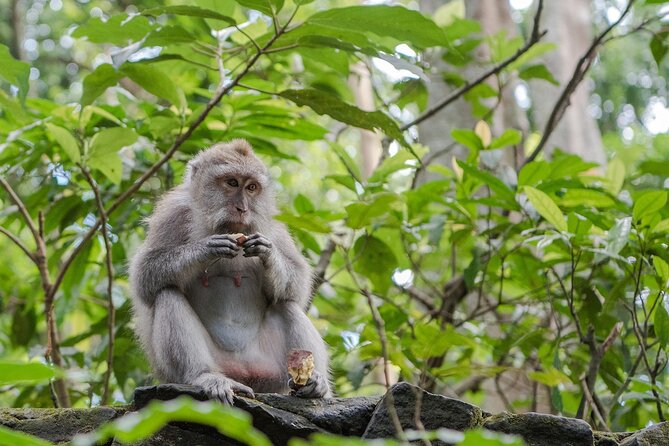 Full Day Kintamani Volcano View and Ubud Village Tour - Why this route works for a first Bali day