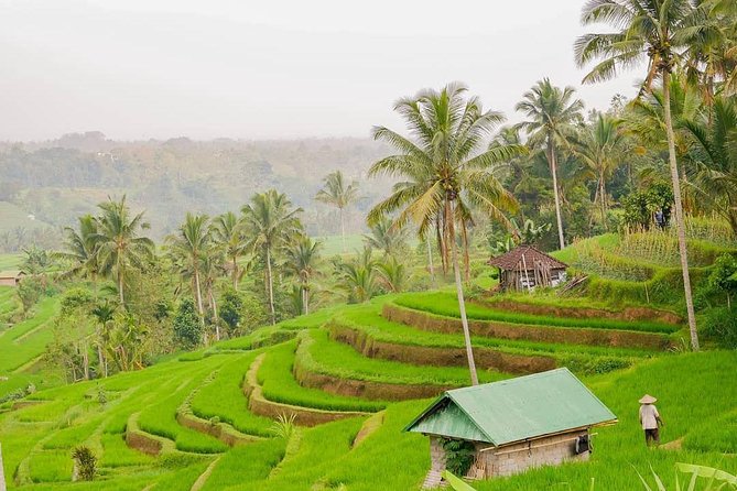Full-Day Private North Bali Tour with Free WiFi - Jatiluwih’s rice terraces deserve your time