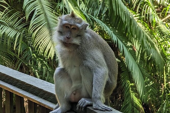 Full Day Private Tour to Ubud Waterfall and Tanah Lot Sunset - Indonesian lunch in Ubud