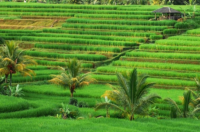 Full Day Private Water Temples Tour in Bali - The Long Drives and Why a Private Van Helps